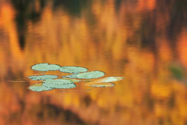 NH, White Mts Lily pads float on pond in autumn